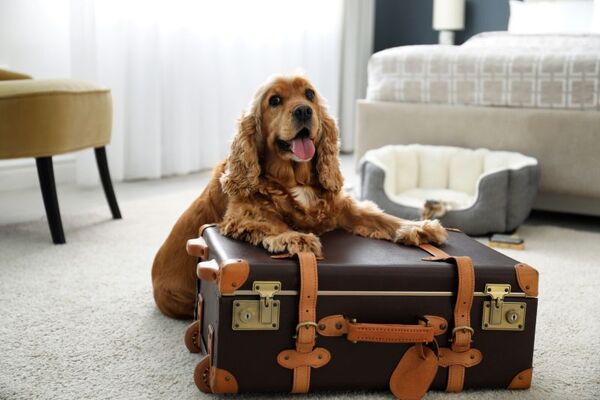 Tail-Wagging Escapes: Dog-Friendly Stays in Argyll & Bute