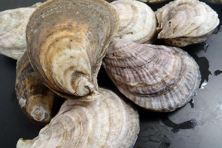 Oysters