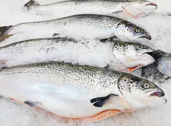 Fresh salmon prices take a tumble