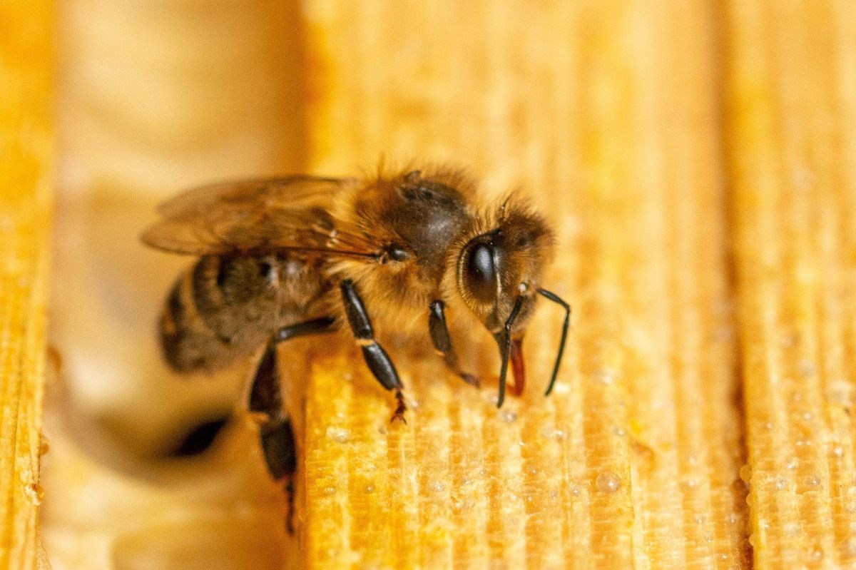 Kintyre and Mid Argyll beekeepers issue swarm warning to householders