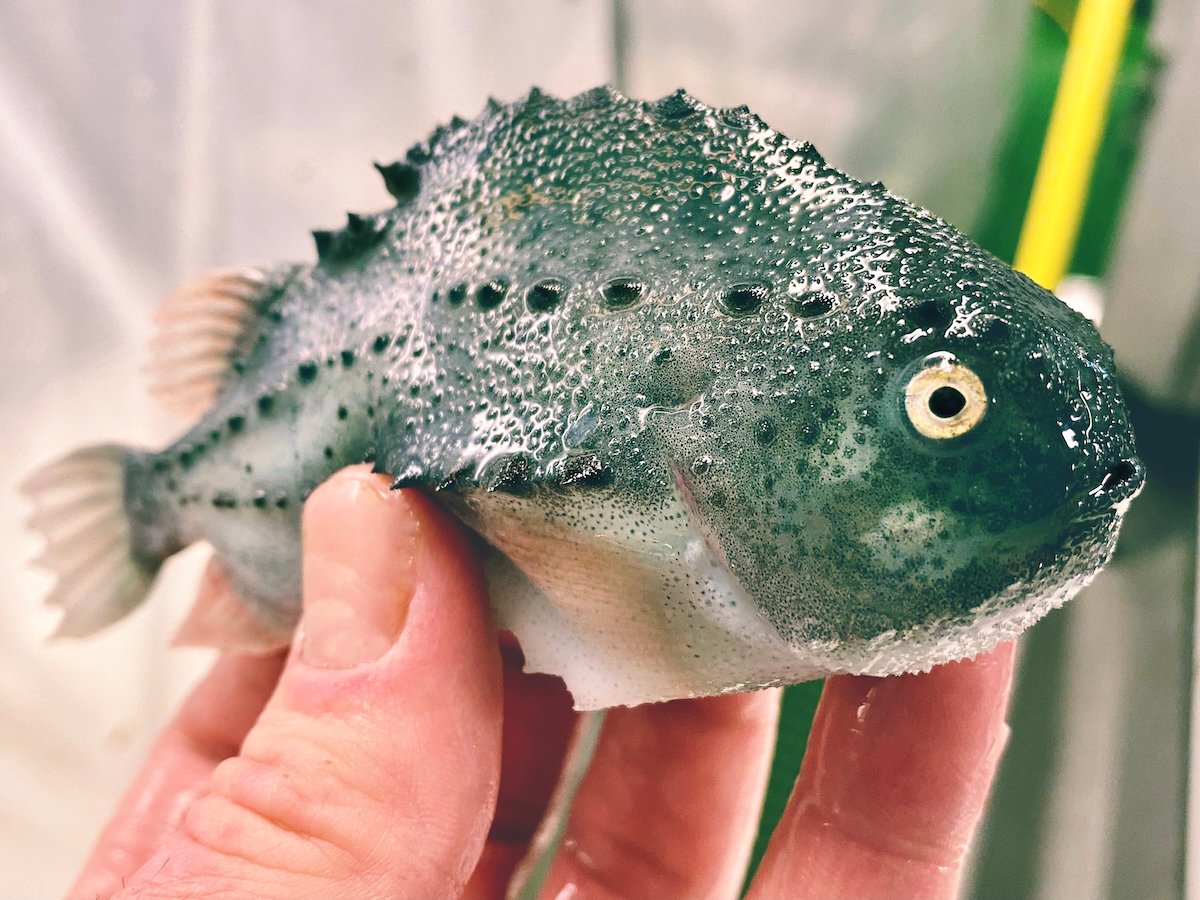 lumpfish AdobeStock 433391501 web