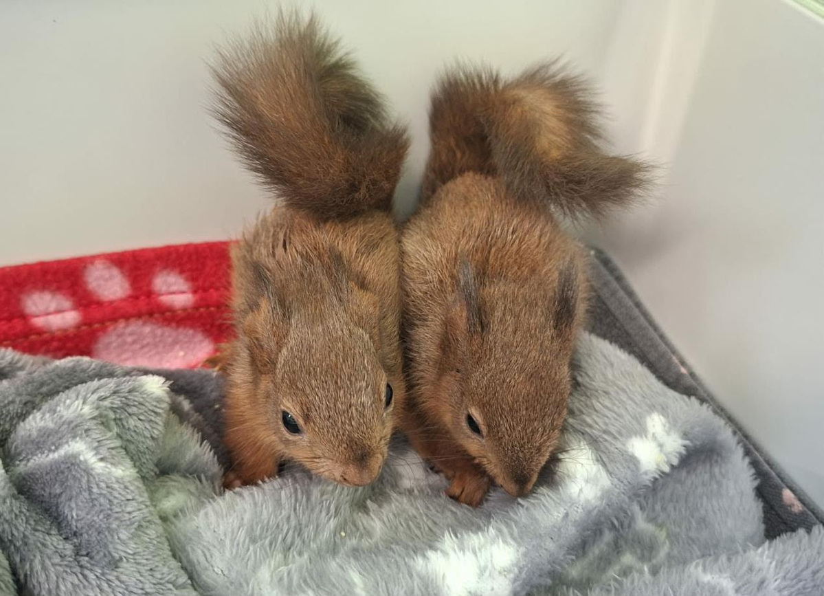 no t22 fanta and tango red squirrels