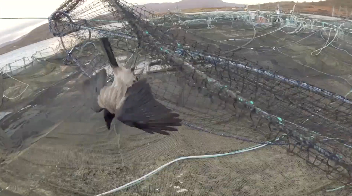 Bird tangled in farm net video Green Britain Foundation