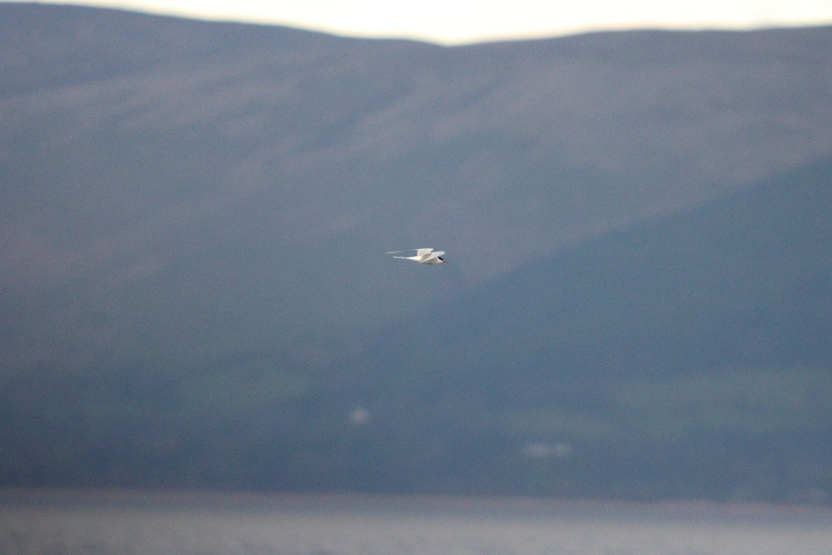 The common tern spotted in Arran airspace – previously last seen on Arran 13 years ago. Photograph: Mark Sillars.