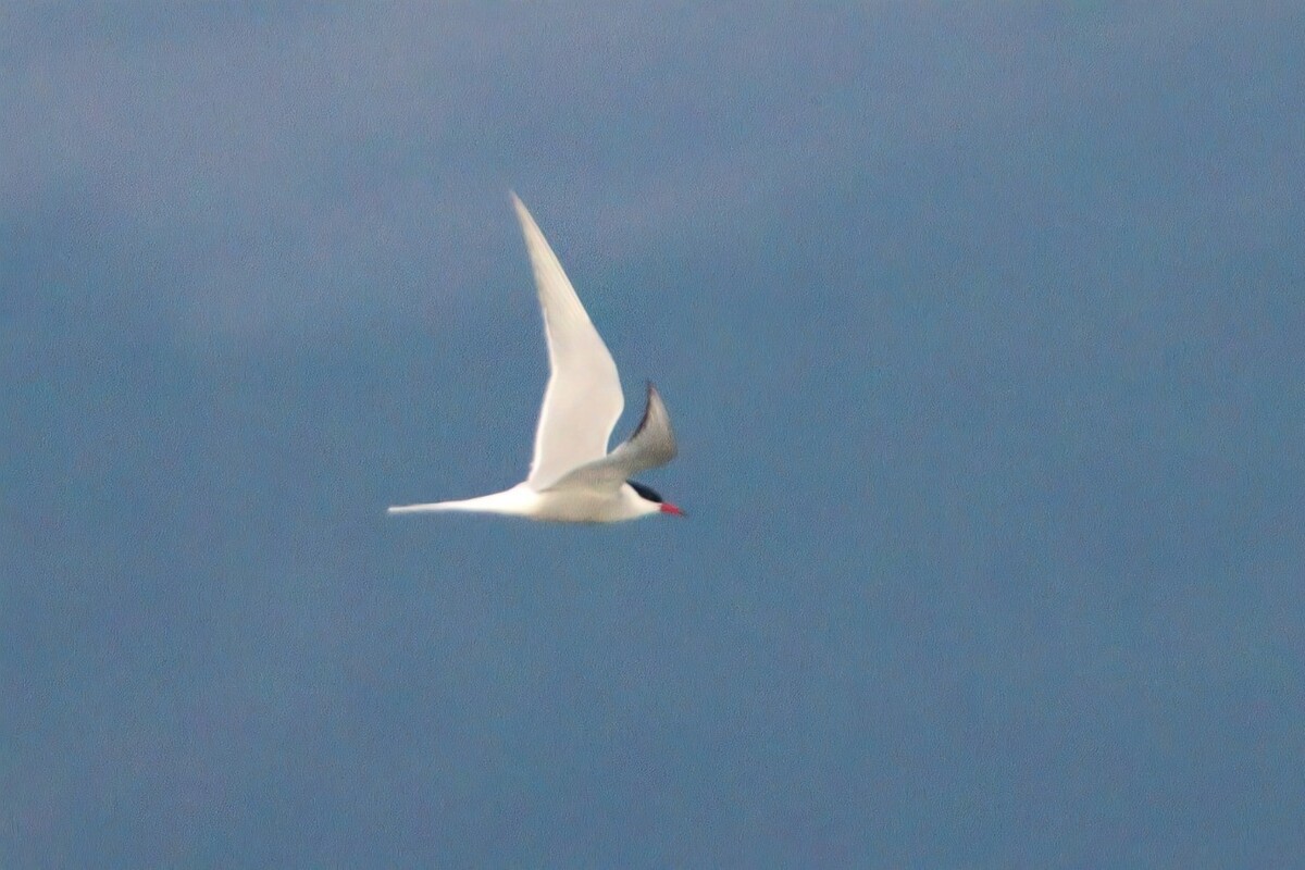 A close-up of the common tern showing its red bill with the black tip. Photograph: Mark Sillars.