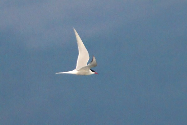 The not-so-common tern on Arran