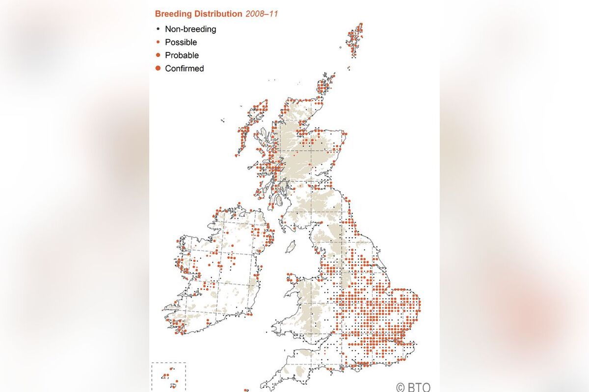 The breeding distribution of common tern. Photograph: Jim Cassels/British Trust for Ornithology.