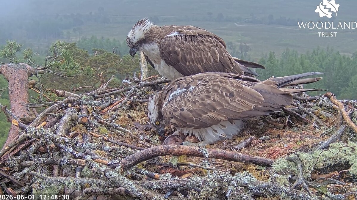 Can you spot Louis and Dorcha's new chick? Image and video courtesy of the Woodland Trust.