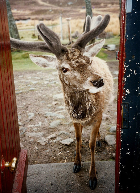 NO F24 Loch Ossian Youth Hostel deer 03 Copyright Walter Baxter and licensed NO F24 Loch Ossian Youth Hostel deer 03 Copyright Walter Baxter and licensed