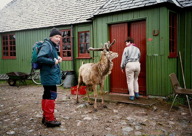 NO F24 Loch Ossian Youth Hostel deer 03 Copyright Walter Baxter and licensed forreuse