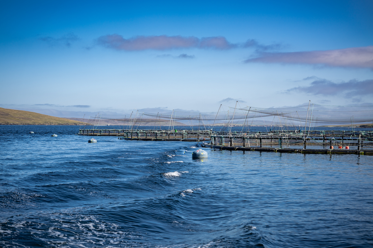 Shetland salmon farm Cooke