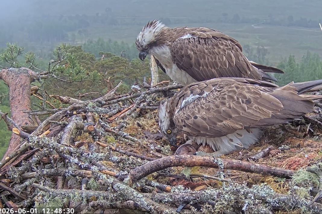 First osprey chick of the season hatches at Loch Arkaig Pine Forest