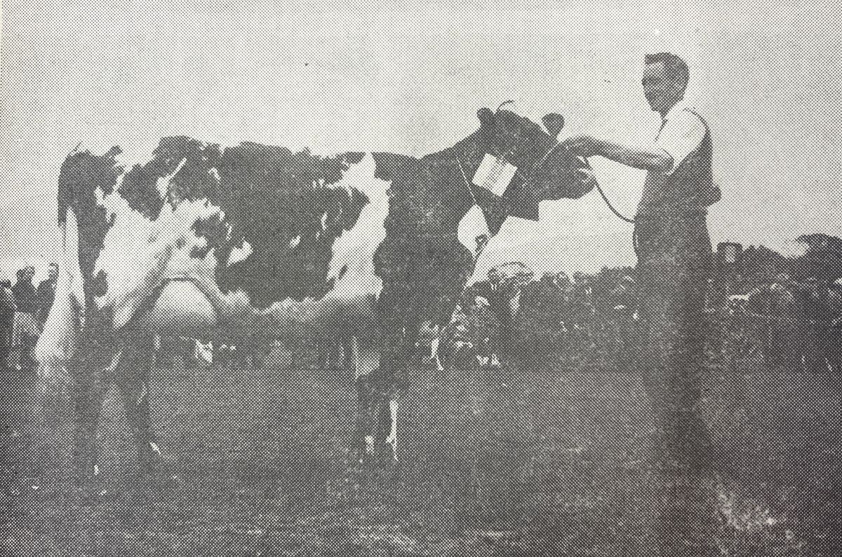 1966: Star of the Kintyre Agricultural Society June Show, Knockrioch Margaret poses for the camera with Mr John Armour after being named supreme Ayrshire champion.