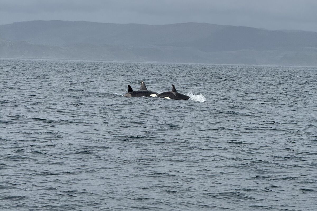 New orca pod sighted in Oban waters