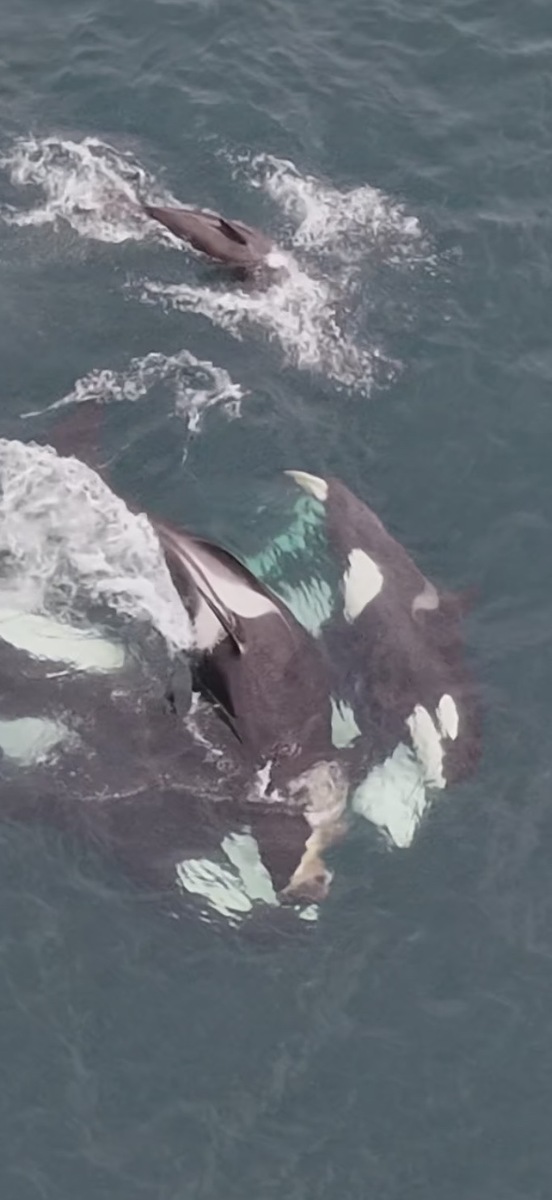 no t24 new orca pod overhead 2 