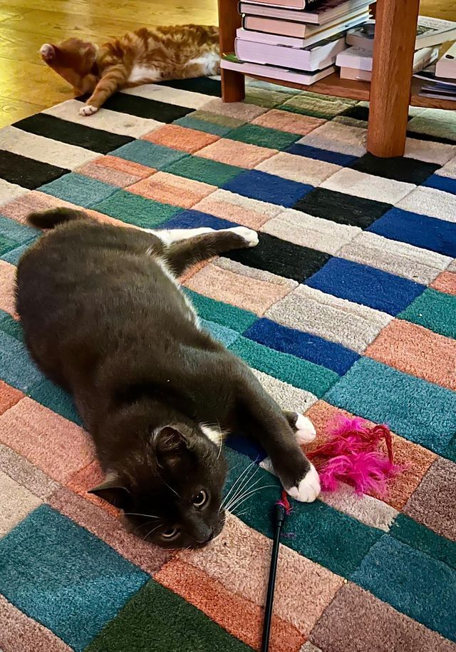 Cats protection calls for more volunteers in Oban, Mull, and Ardnamurchan