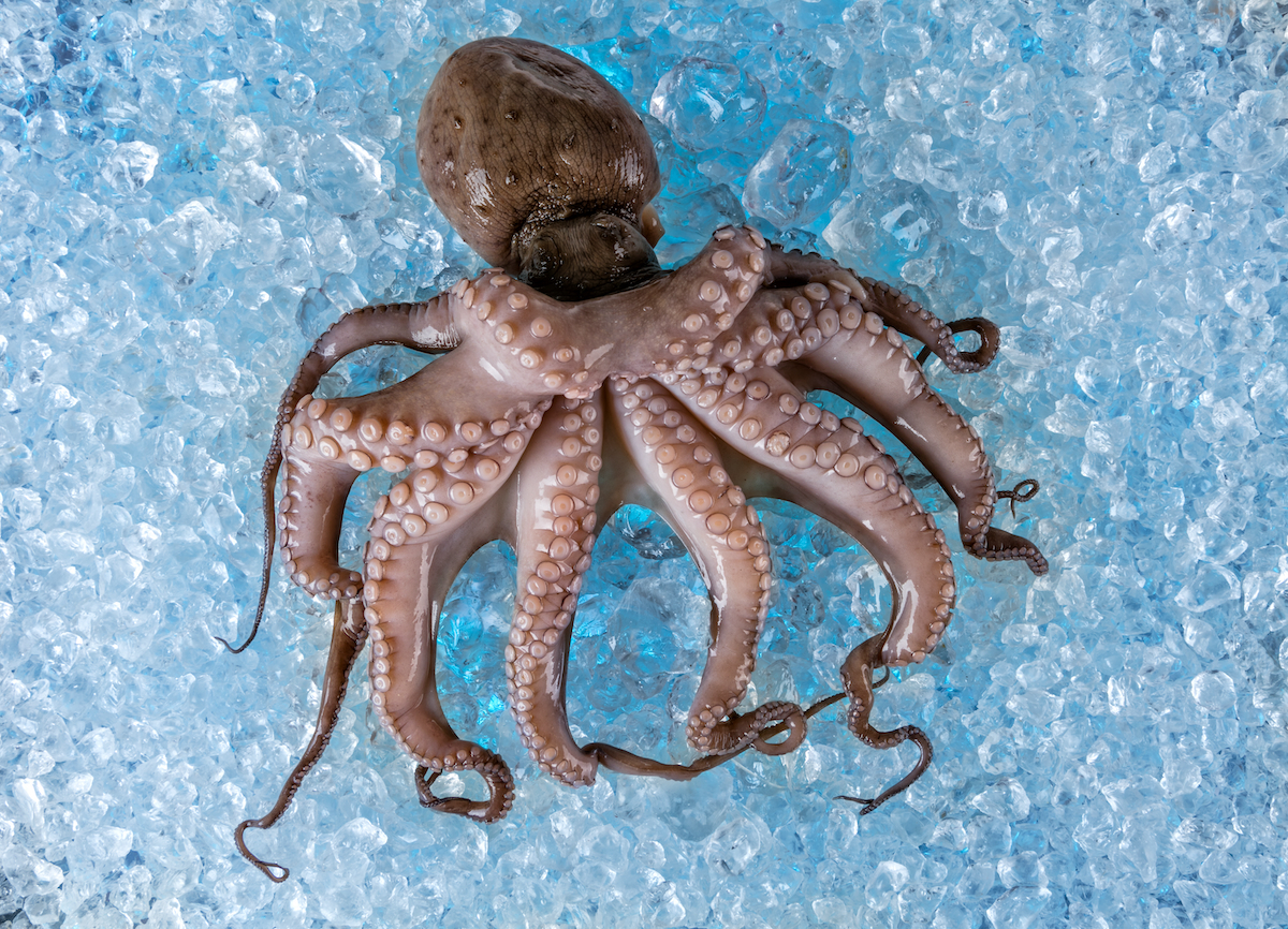 octopus on ice AdobeStock 102498602 web