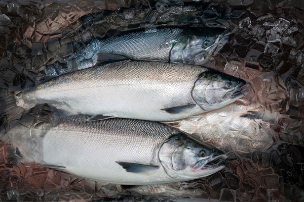 Opinion: Coho comeback