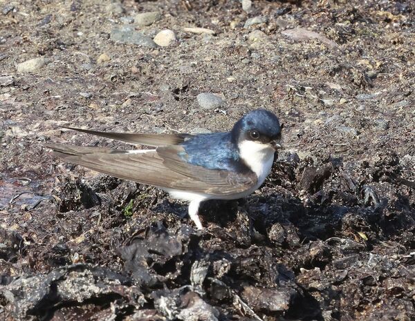 Birding highlights during May