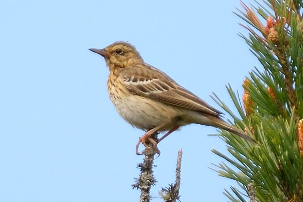 Tree pipit, a scarce summer visitor that also arrived late this year. Photograph: Dennis Morrison. Tree pipit, a scarce summer visitor that also arrived late this year. Photograph: Dennis Morrison.