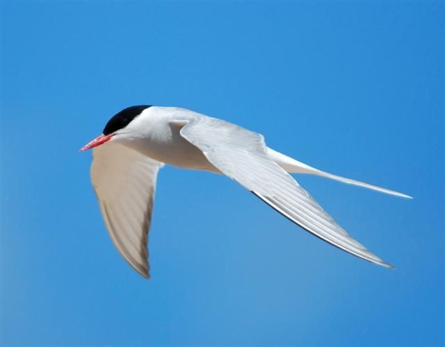 Arctic tern, passage birds observed in May. Photograph: Dennis Morrison. Arctic tern, passage birds observed in May. Photograph: Dennis Morrison.