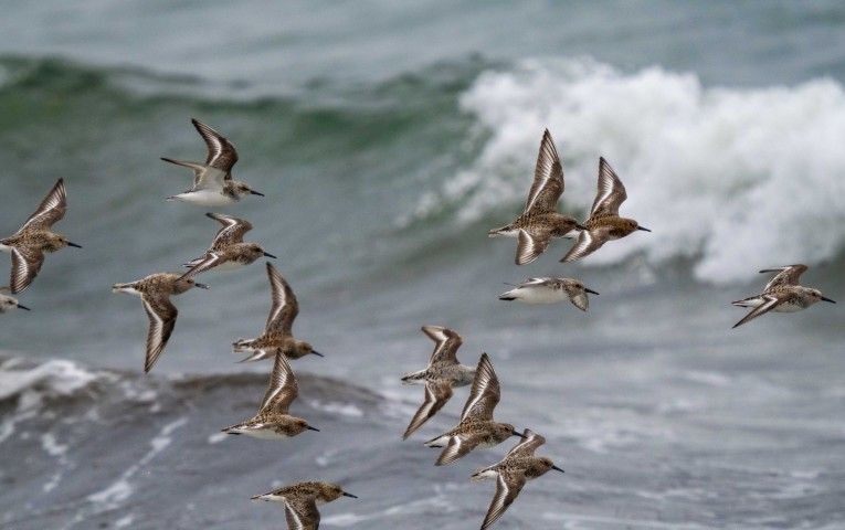 Sanderling, one of a number of passage migrants feeding up on our shores before heading to northern breeding grounds. Photograph: Nick Giles.