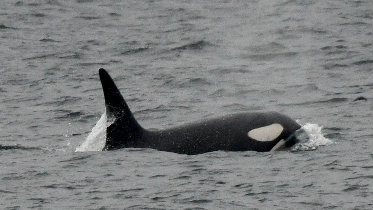 no t25 jimmy hall orca pic no t25 jimmy hall orca pic