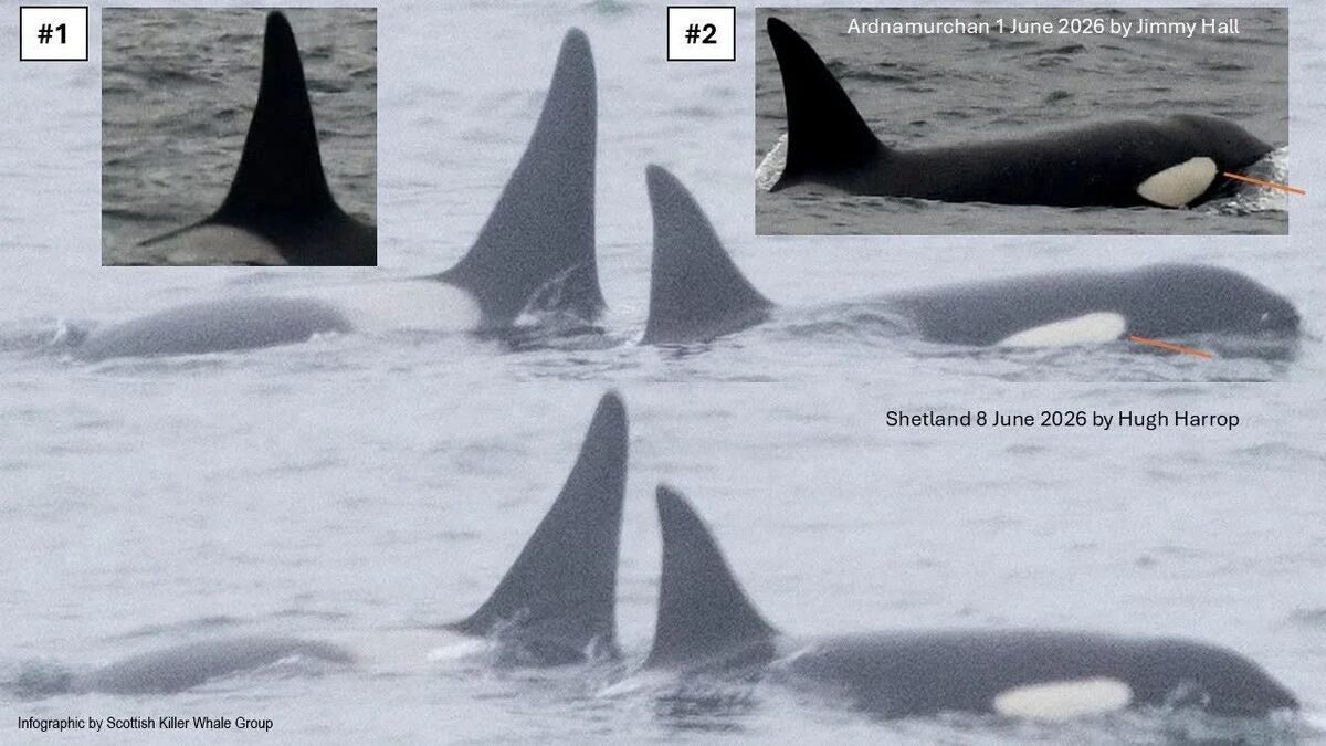 no t25 orca re sighted infographic 