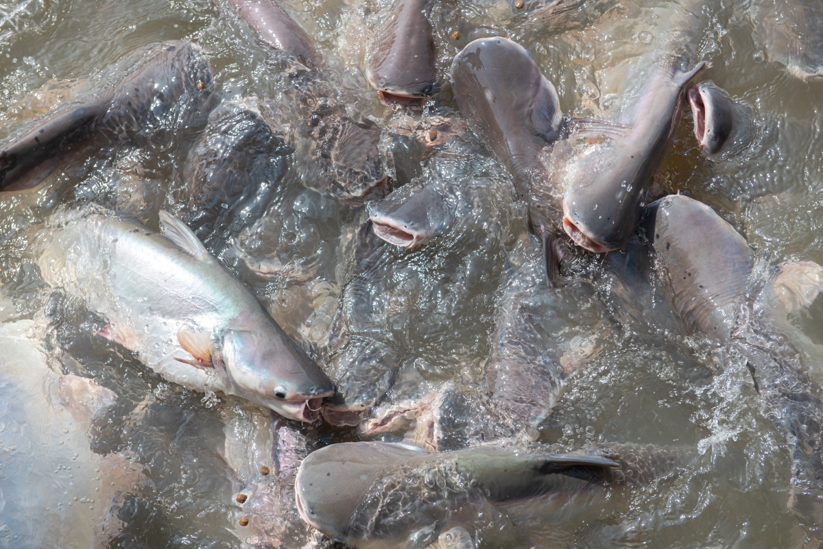 pangasius Vietnam AdobeStock 1246790366