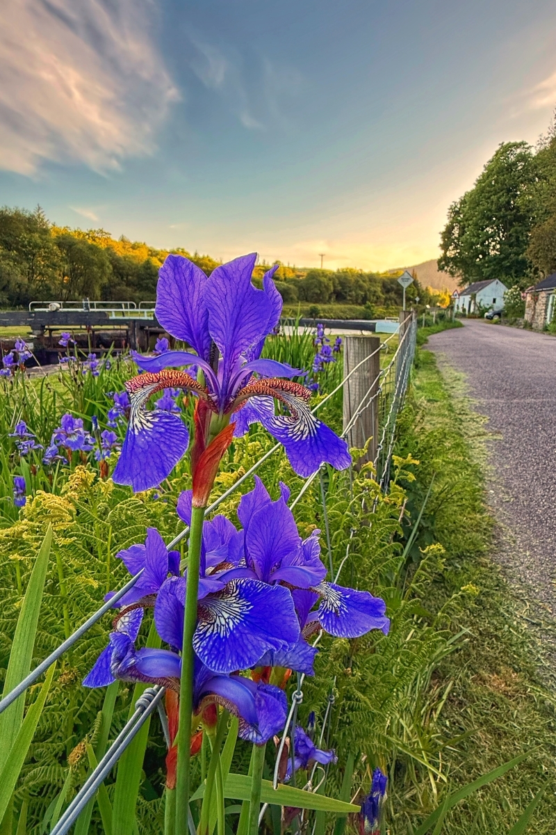 An iris alongside the Crinan Canal. Photograph: Aileen Gillies