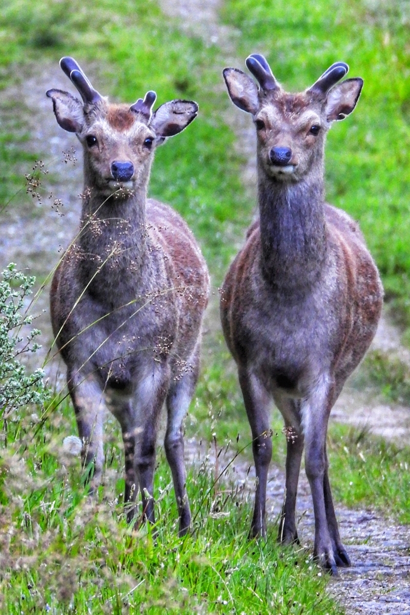 Two nosey locals at Bellanoch. Photograph: Aileen Gillies