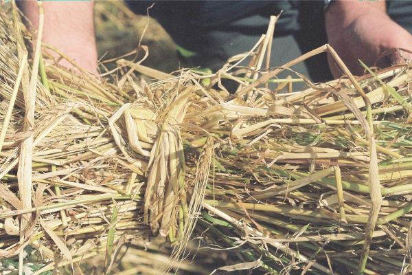 NO T25 Crofters research project 01 Oat stook tied with a handful of oat straw (c) Frances Simmons web NO T25 Crofters research project 01 Oat stook tied with a handful of oat straw (c) Frances Simmons web