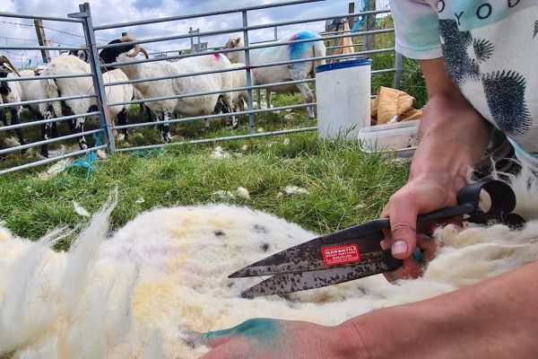 NO T25 Crofters research project 03 Shearing sheep with hand shears (c) Jon Macleod web