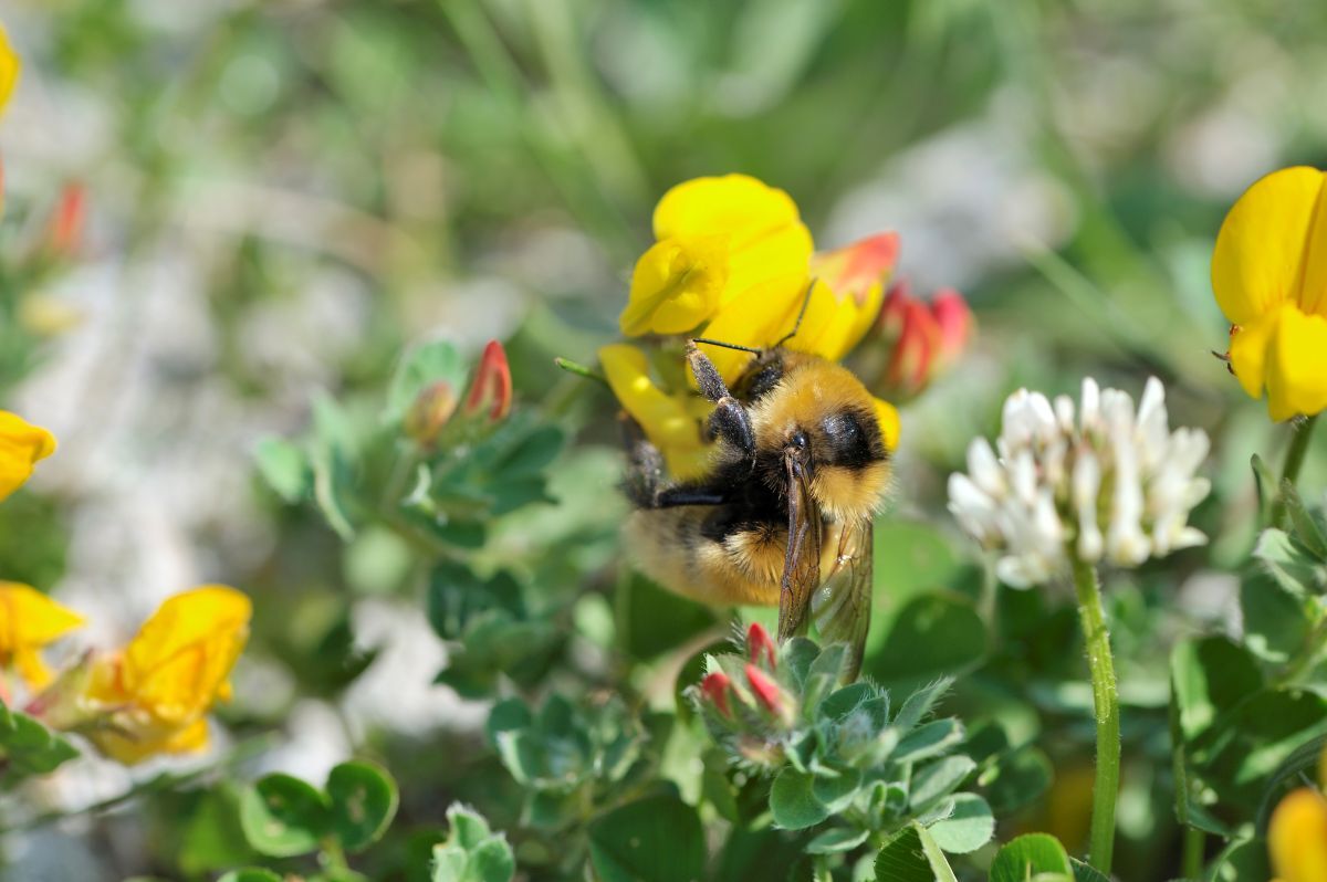 NO T25 Crofters research project 07 Great Yellow Bumblebee South Uist Lorne Gill NatureScot web