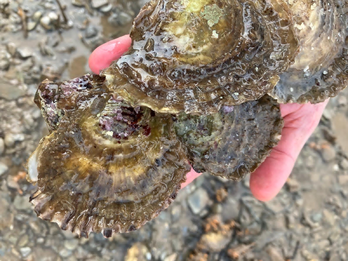 Native oysters