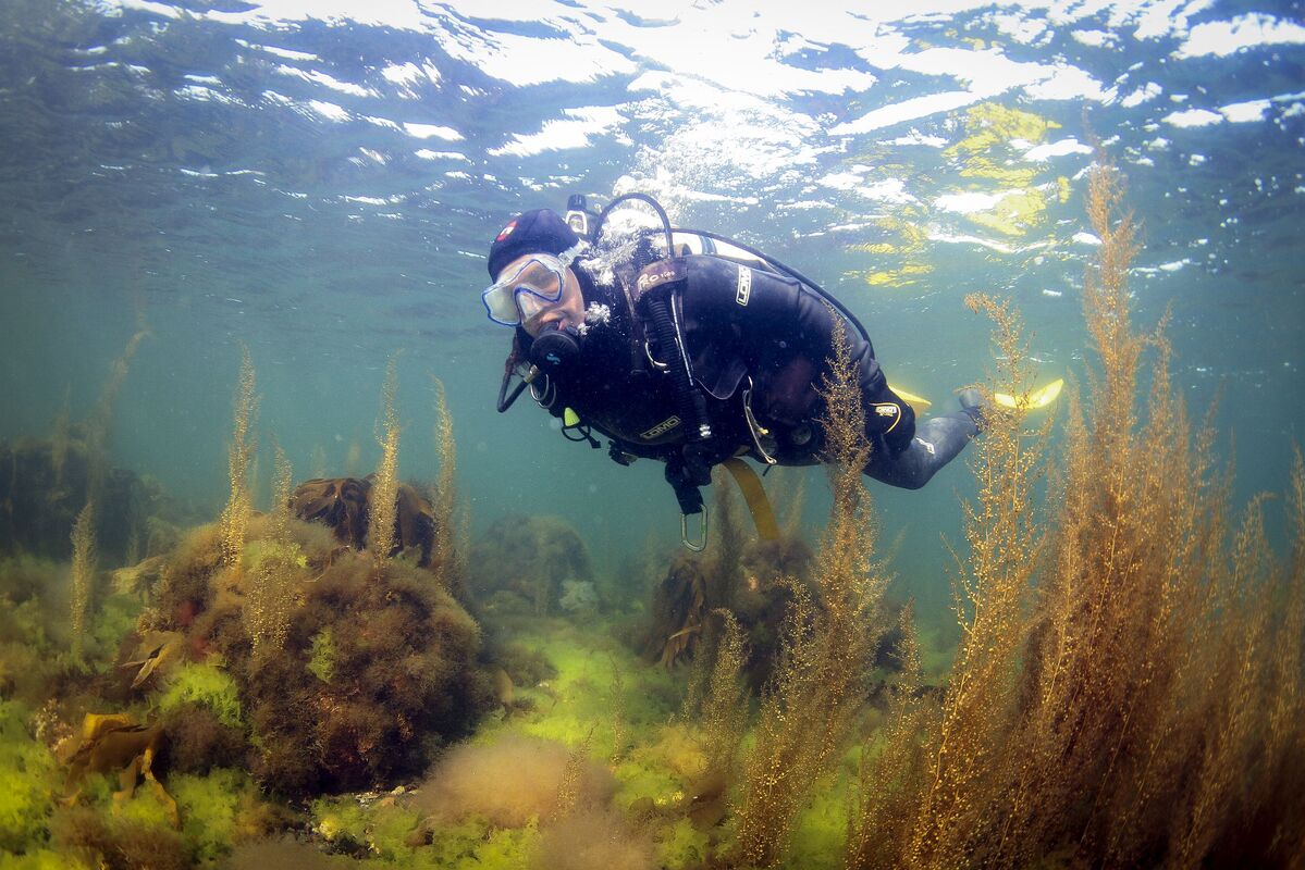 Marine science and education on Arran and Millport could be given a huge boost if funding is secured for the International Marine Science and Environment project. Photograph: COAST / Howard Wood.