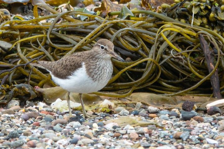 Common sandpiper, a summer visitor breeding by our shores and sometimes in adjacent gardens. Photograph: Joan Thomson. Common sandpiper, a summer visitor breeding by our shores and sometimes in adjacent gardens. Photograph: Joan Thomson.