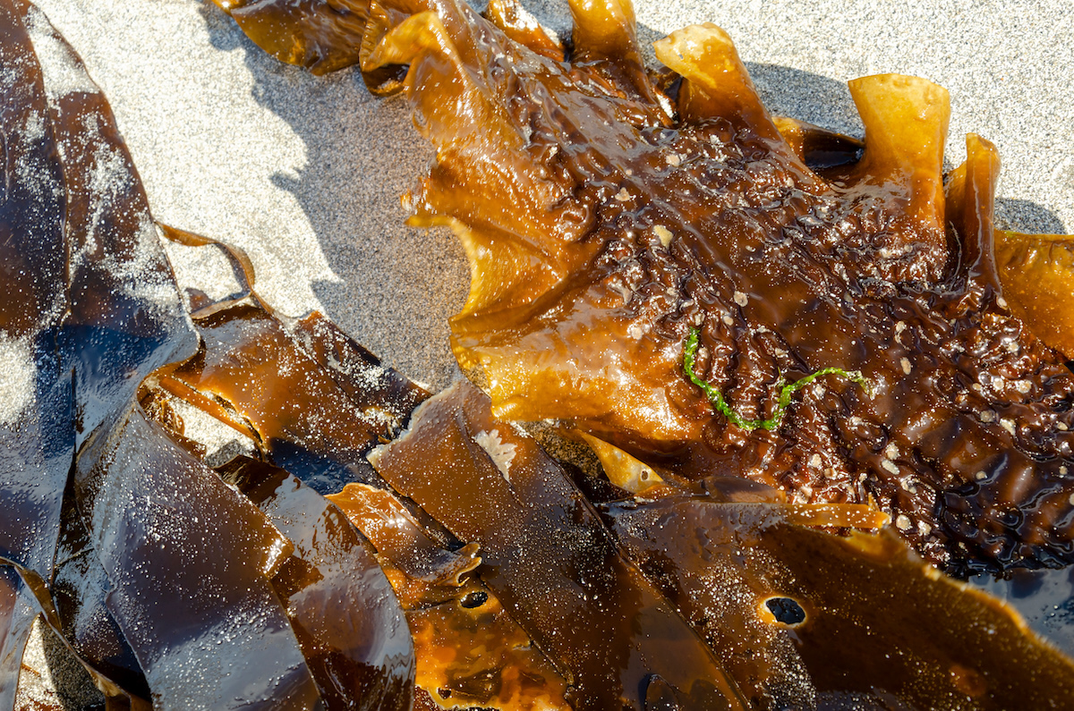 sugar kelp AdobeStock 1567604628