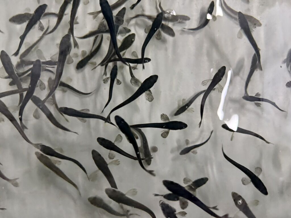 Black Cod Co fingerlings
