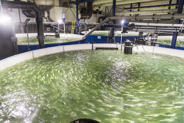 Kingfish producer enters into agreement with largest lender