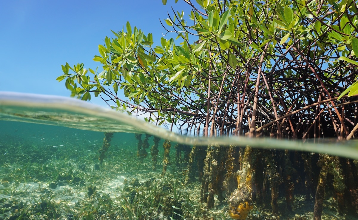 Mangroves AdobeStock 77464741