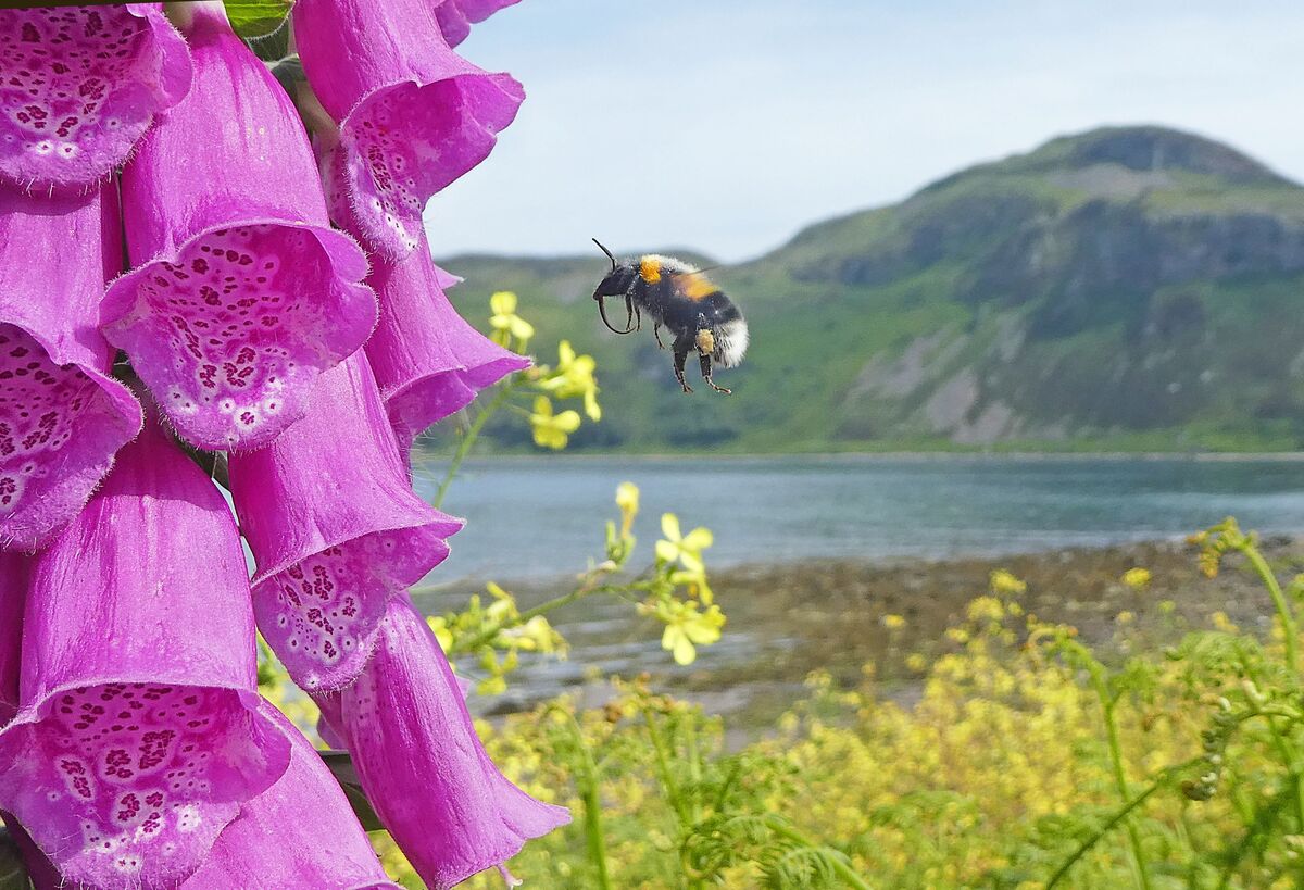 Our photograph of the week is from George Crawford of West Kilbride who recently enjoyed a holiday on the island. His image, taken at Kingscross Point, featurs beautiful foxgloves, a bumblebee in flight and Holy Isle in the background. 