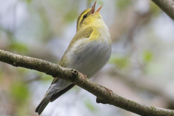 The fastest declining species: wood warbler