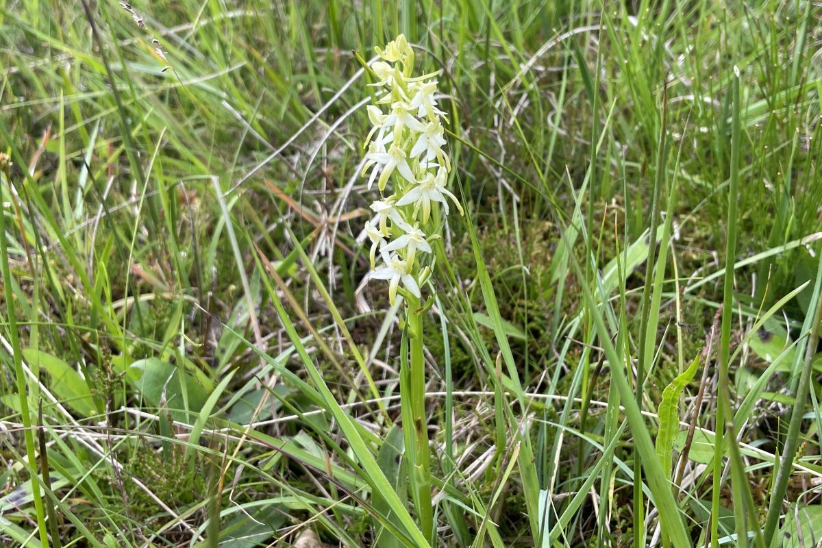 WEB NO F27 Lochaber Natural History Society Lesser Butterfly Orchid Inverroy