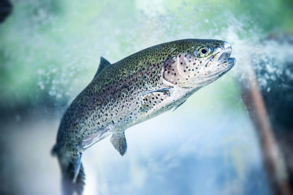 rainbow trout AdobeStock 130775299