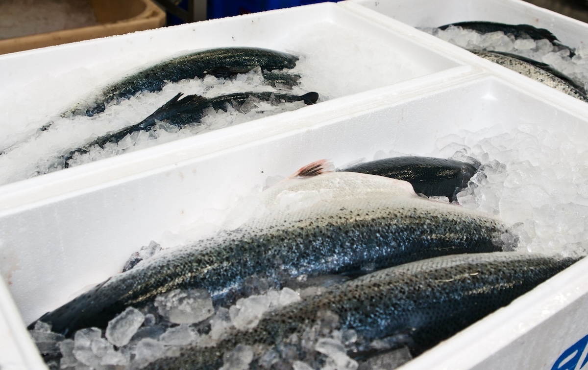 salmon processing box ice AdobeStock 423500273