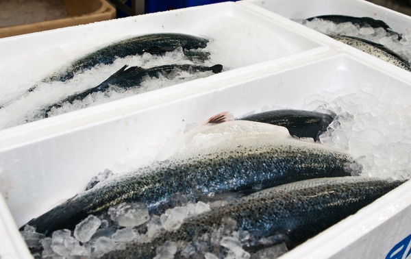 Brake slammed on salmon price slide