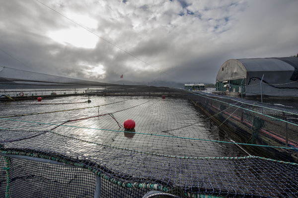 Land-based salmon farming: Separating the hype from the reality