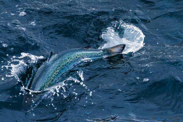 Andfjord Salmon delivers 450,000 post-smolts to regional farmer