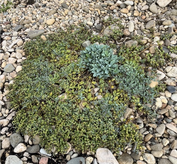 The large Oysterplant in early spring this year, before excavation removed it. Photograph: Supplied. The large Oysterplant in early spring this year, before excavation removed it. Photograph: Supplied.